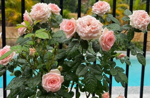 Oxenford House | Beautiful and exquisite two rooms