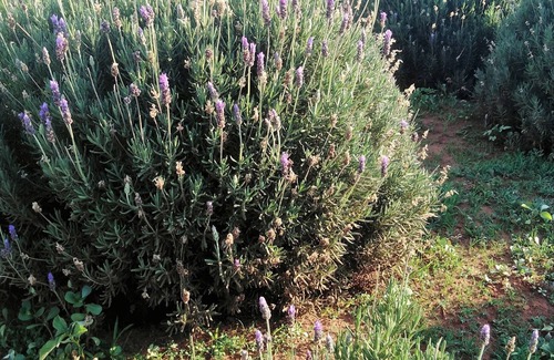 Tierpoort Cottage | Beautiful country side self-catering accommodation in the East of Pretoria