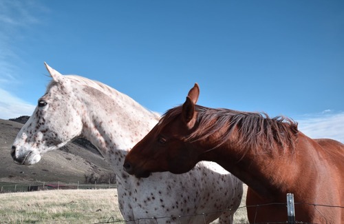 Livermore Apartment | Beautiful Suite in the Colorado Mountains w/Full Gourmet Breakfast