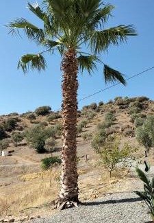 Alora Bed & Breakfast | Bed & Breakfast Casa Ceratonia