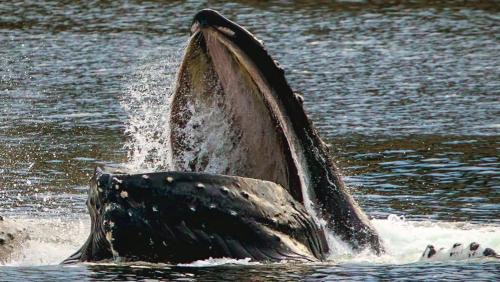 Juneau Apartment | Biker's Bungalow - Near Mendenhall Glacier and Auke Bay Offering DISCOUNT ON TOURS!