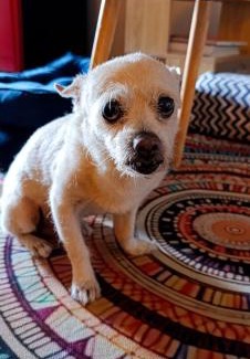 D.H.A. House | Bohomian Abode