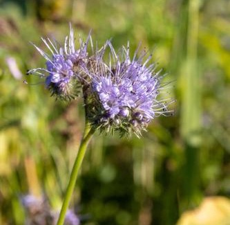 Woodbridge Apartment | Bramley Cabin Suffolk Relaxing Getaway