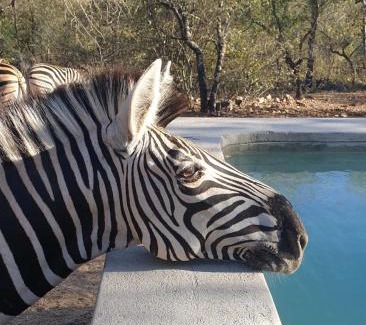 Marloth Park House | Bush Serenity Studio