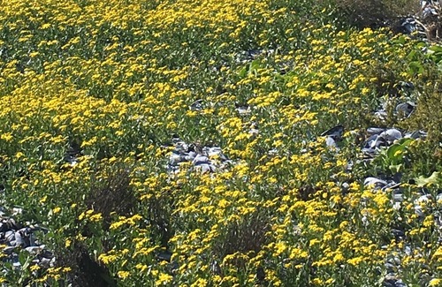 Shelley Point Cottage | C-SCAPE *** Life is better at the beach ***