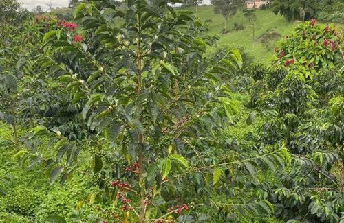 Circasia House | Cabaña Cafetera en Circasia