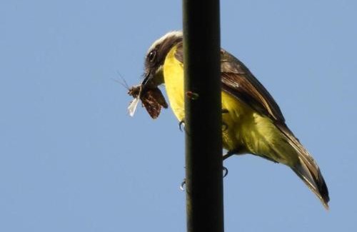 Pijao Other | Cabaña El Otoño
