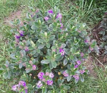 Guatavita Cabin | Cabaña el rincon de la abuela
