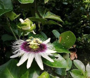 Anolaima House | Cabaña independiente en Granja Agroecologica