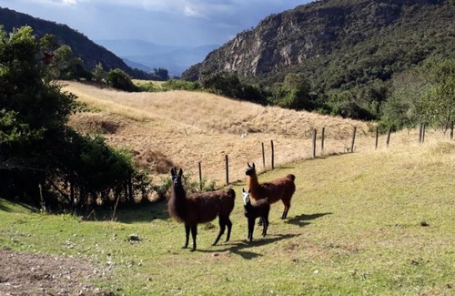 Guasca Other | CABAÑA LA LIBELULA