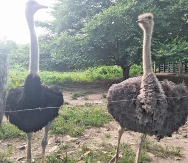 Dibulla Apartment | Cabaña la soñada