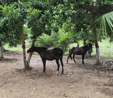Dibulla Apartment | Cabaña la soñada