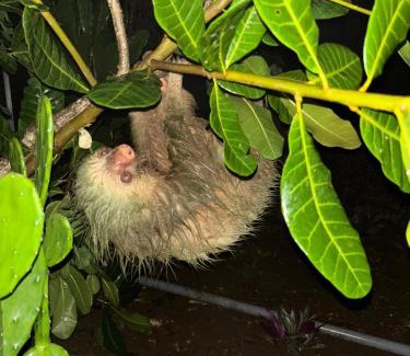 La Palmeria Apartment | Cabaña Magui.