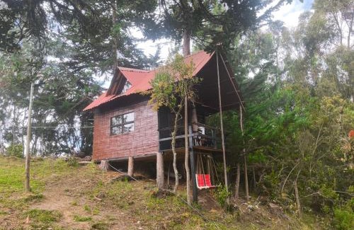 Sesquile Other | Cabaña sesquile del arbol