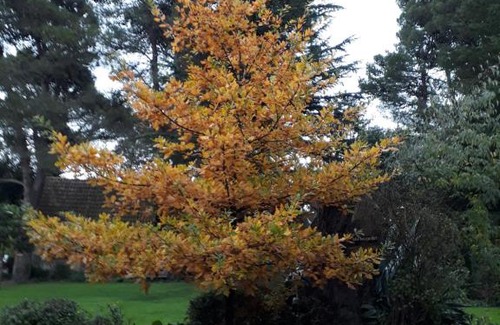 Villa Ventana Cabin | Cabañas Ñuke Mapu