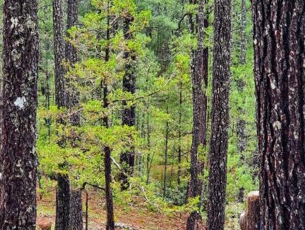 Pueblo Nuevo Other | Cabañas Camino Real