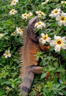Capurgana House | Cabañas Los Almendros