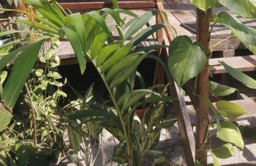 Isla Aguada Hotel | Cabañas Playa Pink Isla Aguada.