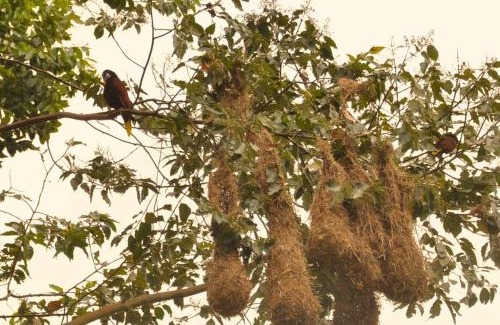 Turrialba Apartment | Cabin at Los Titos Coffee Farm