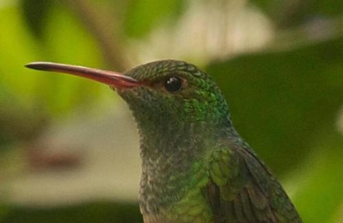 Turrialba Apartment | Cabin at Los Titos Coffee Farm