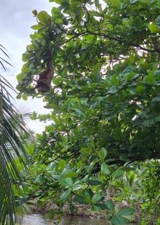 Guacimo Apartment | Cabin lake