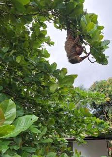 Guacimo Apartment | Cabin lake