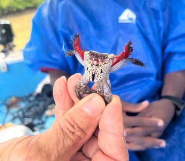 Quepos Apartment | Cabinas Chazu #2