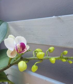 Tres Vendas Villa | Cantinho das Orquídeas!