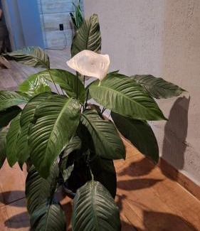 Sao Lourenco House | Cantinho do Rafa São Lourenço MG