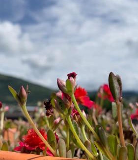 Honda House | Casa AguaMarina