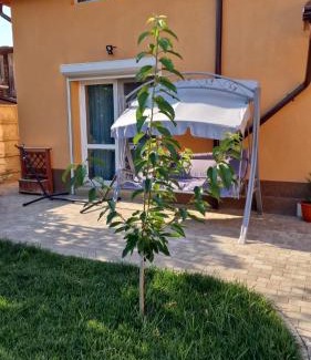 Buzau House | Casa Anton Buzău