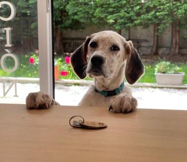 Balea House | Casa Balea