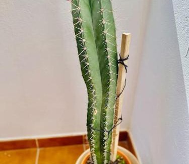 El Cotillo House | Casa Carol, un hogar fuera de casa.