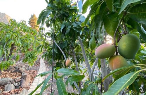 Mogan Apartment | Casa Colonia