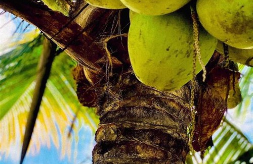 Fernando de Noronha Apartment | Casa Da Didda