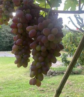 Bento Goncalves House | Casa das Bananeiras 01 quarto