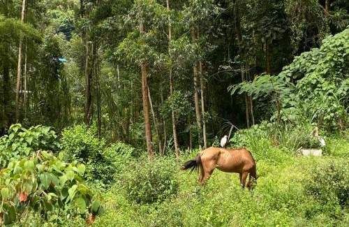 Ibague Ski Chalet | Casa de Eventos y Hospedaje Pico de Oro