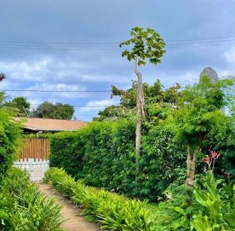 Floresta Velha House | Casa do Anjo