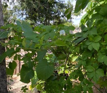 Zama House | Casa Kuma