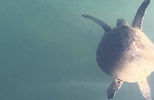 Barra de Guaratiba Apartment | Casa Marambaia - with access to the sea!