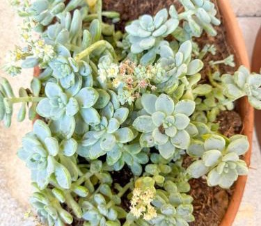 De Mexicanos House | Casa Real de Mexicanos