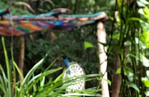 Tulum Bed & Breakfast | Casa Tzalam Tulum selva