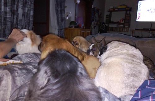 Carletonville House | Casa Villa Guest House