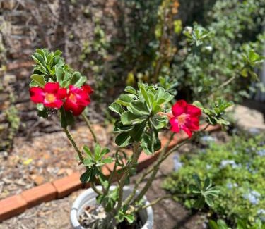 Tutoia House | Casinha da vovó