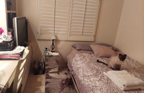 Paradise House | CATmosphere 2