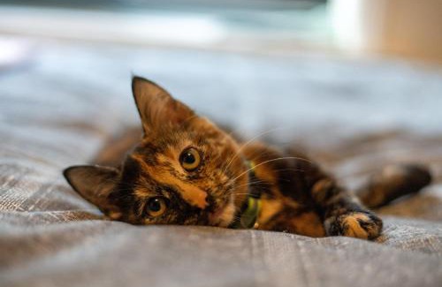 Bispham House | Cavendish Cat and Gaming House