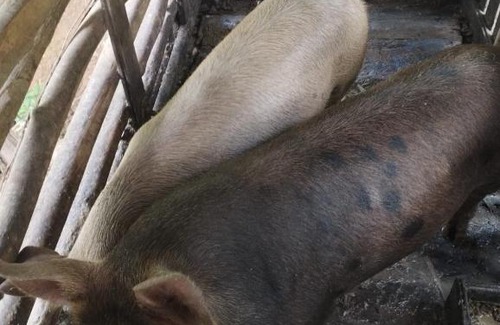 Blumenau House | Chácara Aconchego