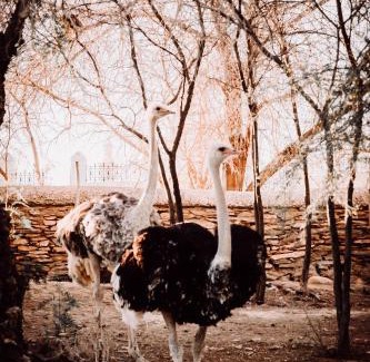 Oudtshoorn Cabin | Chandelier Game Lodge