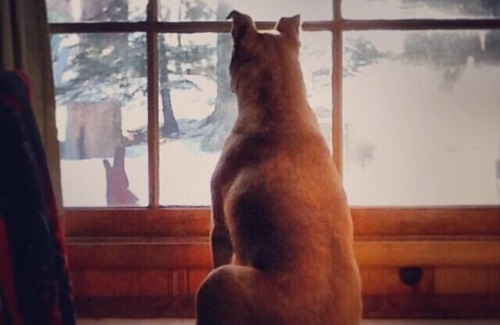 Tahoe Island Cabin | Charming, Cozy Cabin. Close to Beaches, Hiking and Skiing - Sleeps 4