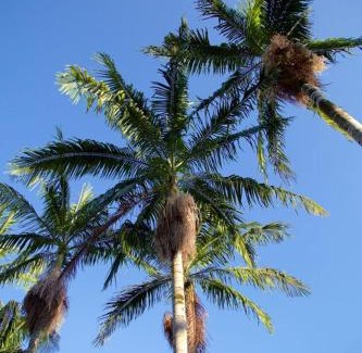 Tzaneen Hotel | Christie's Inn